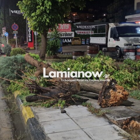 Λαμία: Ξεριζώθηκαν δέντρα και πλημμύρισαν δρόμοι από βραδινό μπουρίνι που έπληξε την πόλη