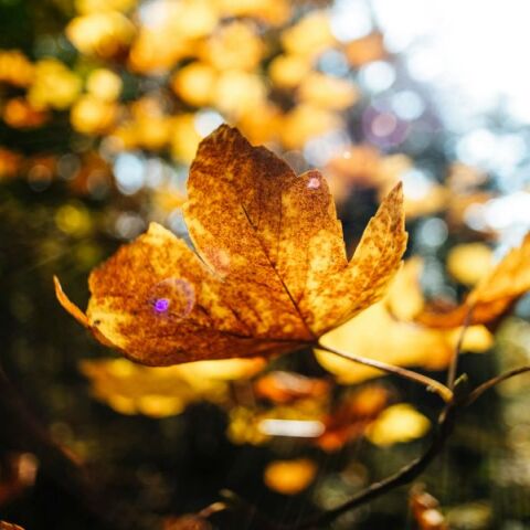 Εορτολόγιο: Σήμερα 11 Σεπτεμβρίου 2024 γιορτάζει…