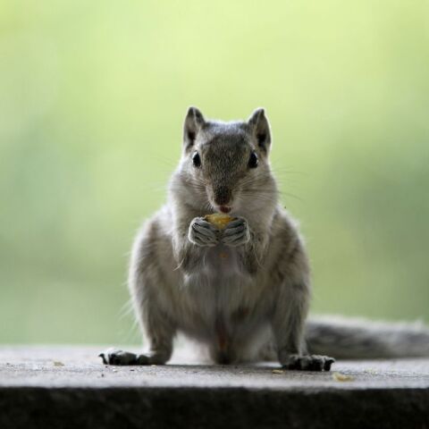 Βρετανία: Τρένο σταμάτησε γιατί ένας σκίουρος αρνήθηκε να αποβιβαστεί 