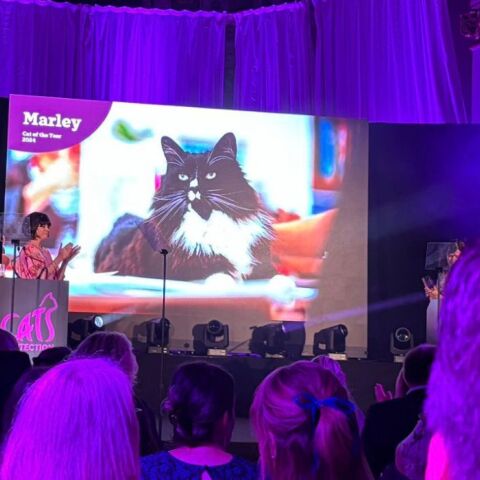 Bρετανία: Marley, o γάτος που βοηθά γυναίκες θύματα trafficking