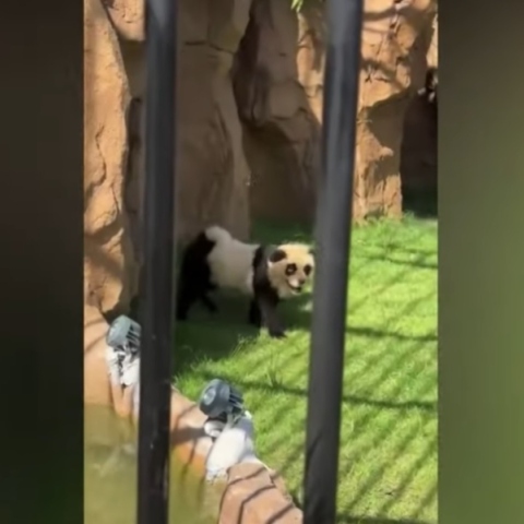 Ζωολογικός κήπος στην Κίνα έβαψε σκύλους και τους παρουσίασαν ως πάντα