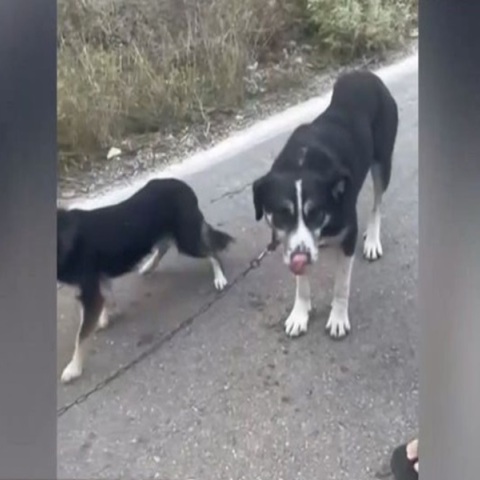 Ιερέας στη Λευκάδα αλυσόδεσε σε βανάκι δύο σκυλιά και τα έσυρε στον δρόμο