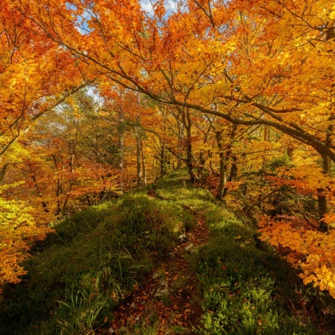 Εορτολόγιο: Σήμερα 25 Σεπτεμβρίου 2024 γιορτάζει…