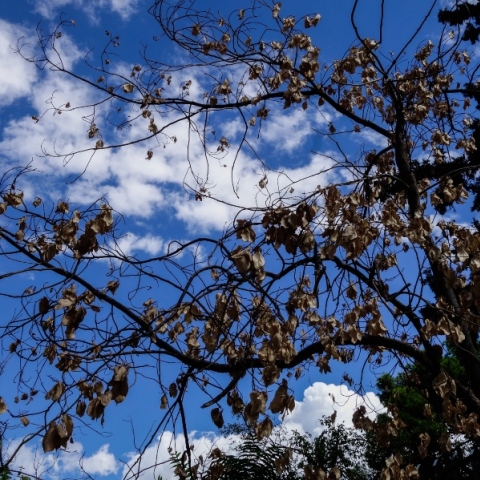 συννεφα, ουρανος, κλαδια