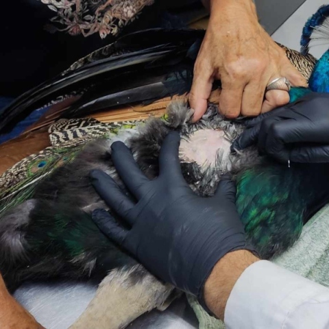 τραυματισμενο παγωνι