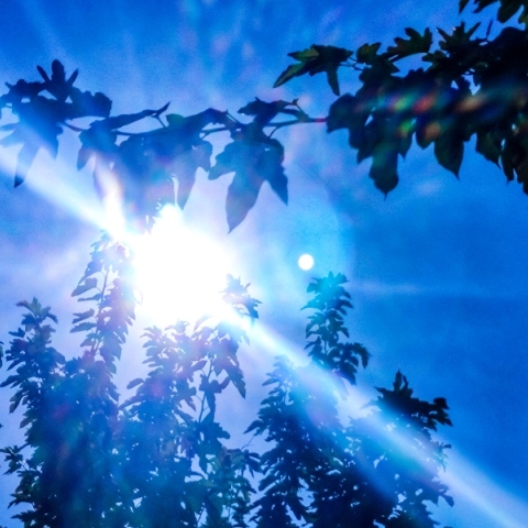 ηλιος, ουρανος, δεντρα