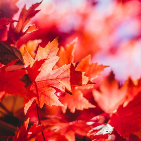 φθινοπωρινά φύλλα