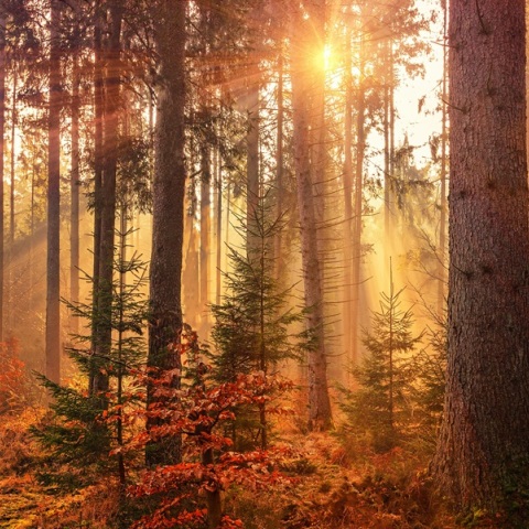 Εορτολόγιο: Σήμερα 29 Σεπτεμβρίου 2024 γιορτάζει…