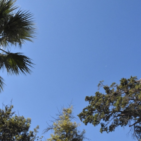 ουρανος, δεντρα