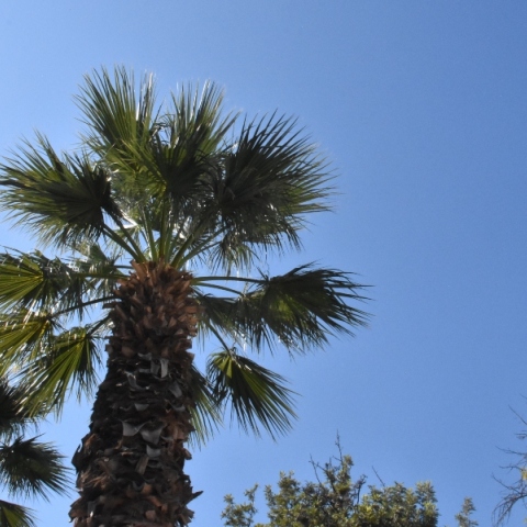 ουρανος,  δεντρα