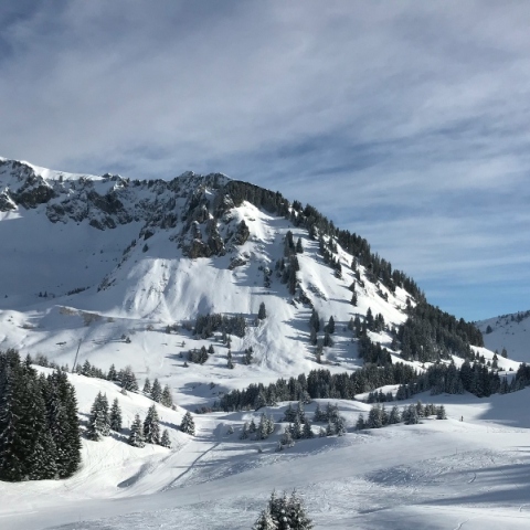 βουνο, χιονια, δεντρα