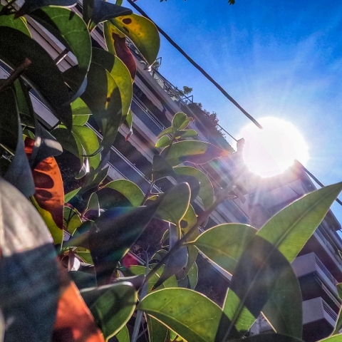 ουρανος, συννεφα, δεντρα