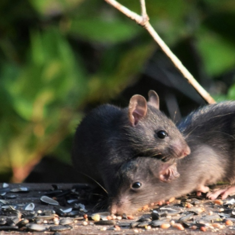 2 αρουραιοι