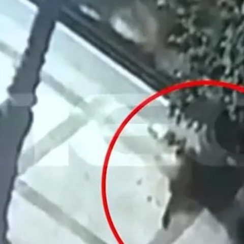 Πρόστιμο 100.000 ευρώ στον άνδρα που σκότωνε αδέσποτα ζώα στον Βόλο