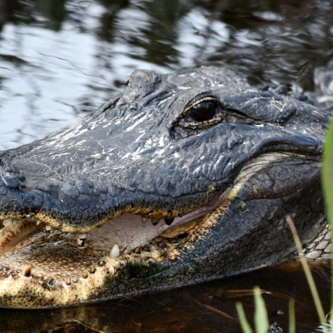 Αλιγάτορας 