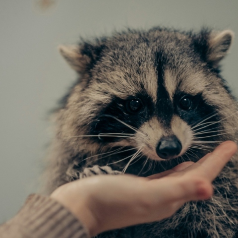 χερι ταιζει ρακουν