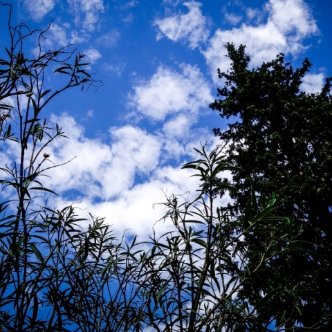 ουρανος, συννεφα, δεντρα