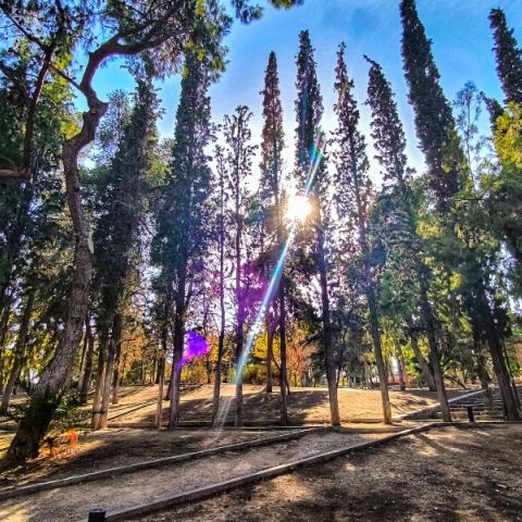 δασος, ηλιος, ουρανος, παρκο