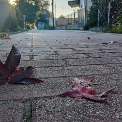 Φύλλα του δέντρου Λικιδάμβαρη