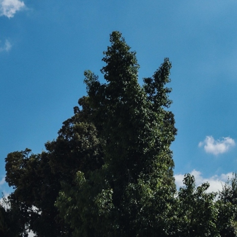 ουρανος, δεντρα