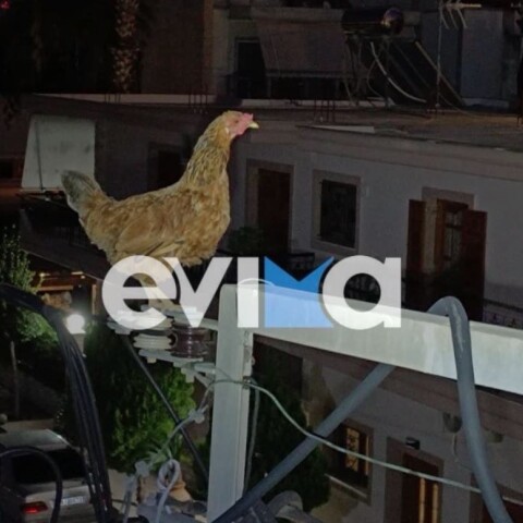 Μια κότα...το σκάσε και ανέβηκε σε κολώνα της ΔΕΗ στην Εύβοια 