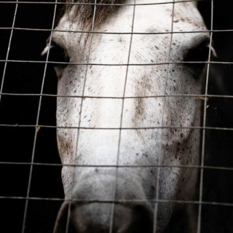 Η Help Horses ανοίγει την Κυριακή το νέο της κτήμα στον Υμηττό