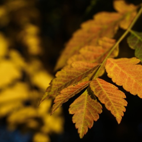 Άστατος ο καιρός το Σάββατο με ισχυρούς ανέμους στα πελάγη