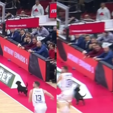 Σκυλάκι έκανε αμέριμνο τις βόλτες του στο παρκέ στην αναμέτρηση Ερυθρός Αστέρας-Μπαρτσελόνα