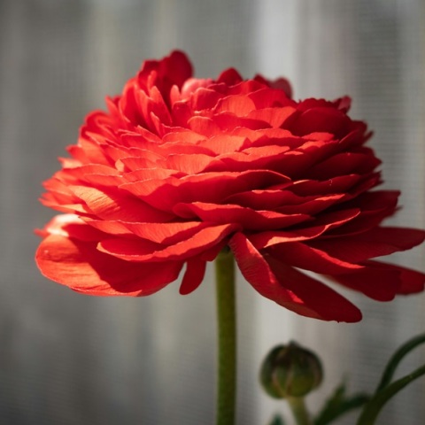 Εορτολόγιο: Σήμερα 21 Οκτωβρίου 2024 γιορτάζει…