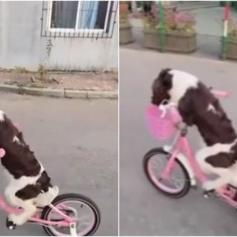 Σκύλος...ποδηλάτης κλέβει την παράσταση στα social media