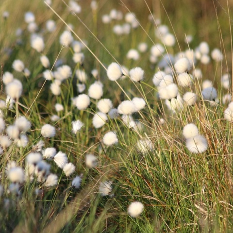Εορτολόγιο: Σήμερα 22 Οκτωβρίου 2024 γιορτάζει…