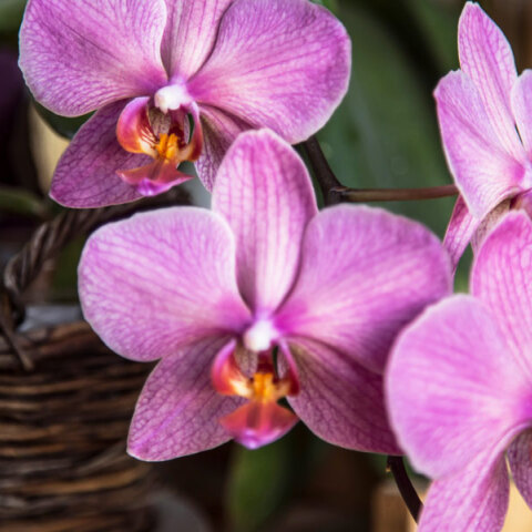 10 Φυτά εσωτερικού χώρου για τον χειμώνα