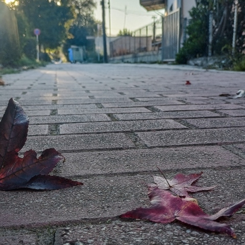 φυλλα, πεζοδρομιο