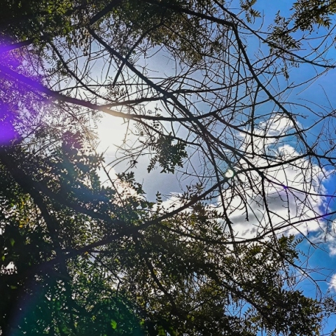 ουρανος, συννεφα, δεντρα