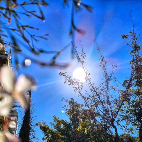 ουρανος, ηλιος, δεντρα