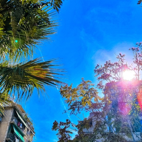 ουρανος, δεντρα, ηλιος