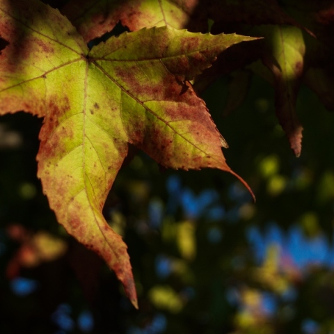 Καιρός: Ηλιοφάνεια την Τρίτη με λίγες αραιές νεφώσεις