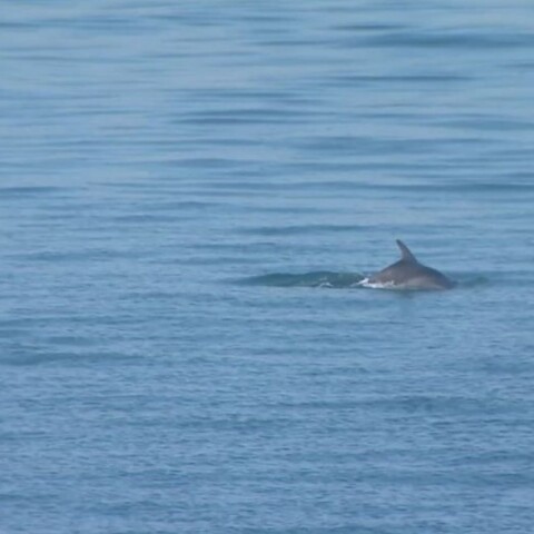 28η Οκτωβρίου: Και τα δελφίνια του Θερμαϊκού «παρελαύνουν» στη Θεσσαλονίκη