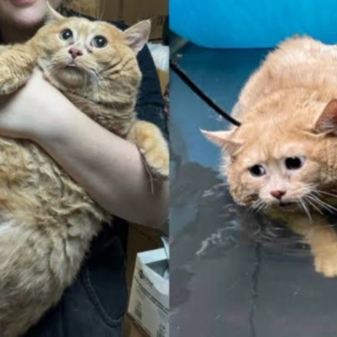 Η πιο παχουλή γάτα στον κόσμο