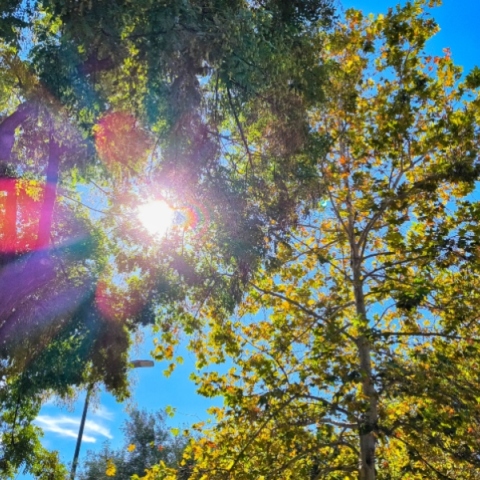 ουρανος, συννεφα, δεντρα