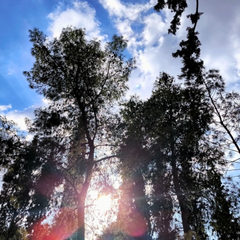 ουρανος, συννεφα, δεντρα