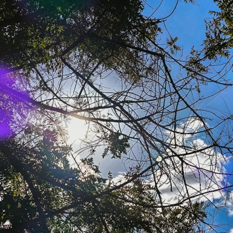 ουρανος, συννεφα, δεντρα