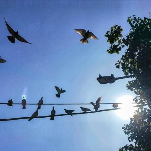 ουρανος, πουλια, δεντρα