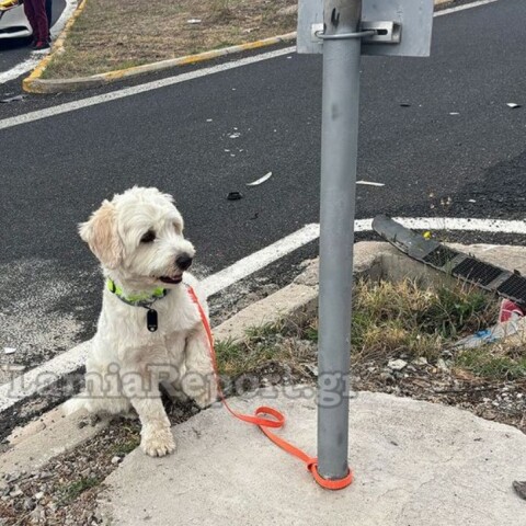 Λαμία: Μηνύματα από όλη την Ελλάδα για το σκυλάκι μετά το χαμό του αφεντικού του σε τροχαίο