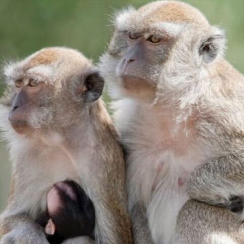 ΗΠΑ: Σαράντα πίθηκοι κυκλοφορούν ελεύθεροι στη Νότια Καρολίνα - Απέδρασαν από ερευνητική εγκατάσταση - Η αστυνομία τους αναζητά με κάμερες θερμικής απεικόνισης