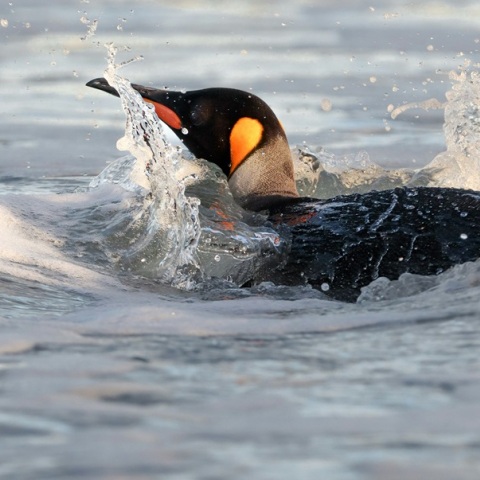 Πιγκουίνος κολύμπησε πάνω από 3.500 χιλιόμετρα από την Ανταρκτική στην Αυστραλία