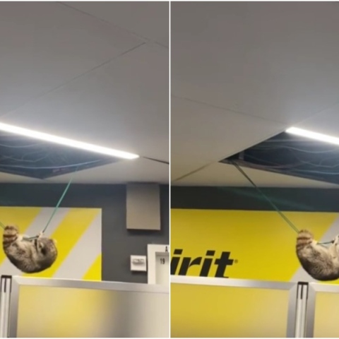 Ρακούν έπεσε από το ταβάνι σε αεροδρόμιο της Νέας Υόρκης και άρχισε να σουλατσάρει στην πύλη