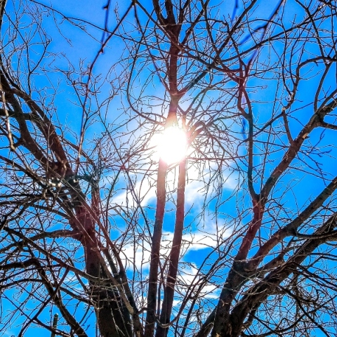 ουρανος, συννεφα, δεντρα