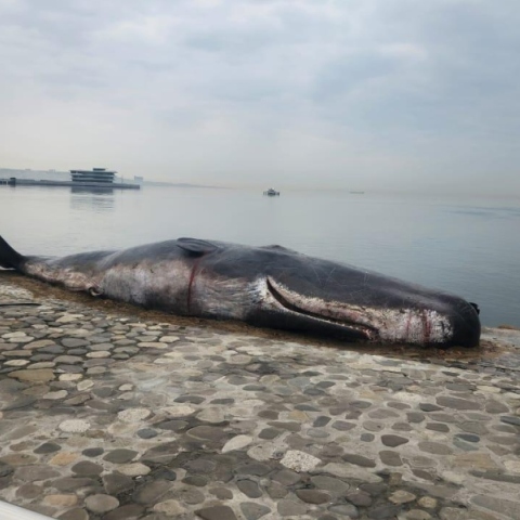 Μπακού: «Πτώμα» φάλαινας έχει σκοπό την ευαισθητοποίηση για την κλιματική αλλαγή