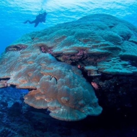 κοραλλι, δυτης, θαλασσα